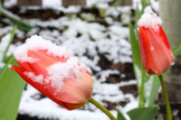 Two orange tulips covered in thick snow