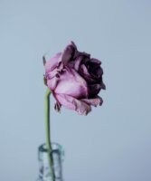 sharon-mccutcheon-GqPhbmoLUIs-unsplash