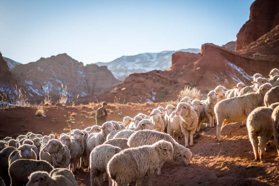 Why Jesus compares us to sheep (it's kinda funny) - Christian Parenting Why Jesus compares us to sheep (it's kinda funny) - Christian Parenting